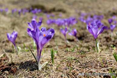 什么是番红花花语，什么是番红花花语？