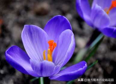 什么是番红花花语，什么是番红花花语？