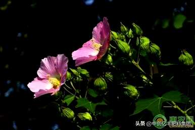 芙蓉花早上、中午和晚上的变化，芙蓉花什么时候开花