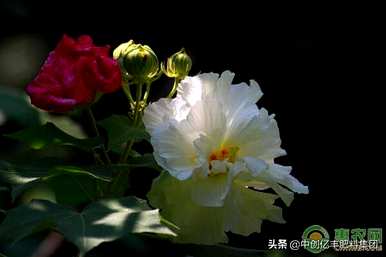 芙蓉花早上、中午和晚上的变化，芙蓉花什么时候开花