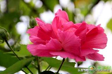 芙蓉花早上、中午和晚上的变化，芙蓉花什么时候开花