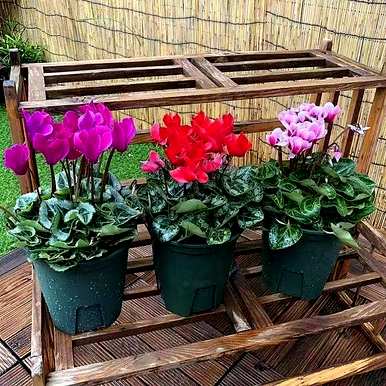 花卉种植技术大全软件，花卉种植技术大全