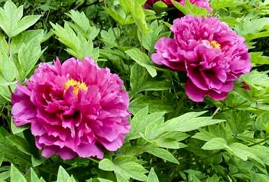 牡丹花语是什么，山茶牡丹花语是什么？