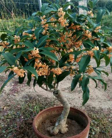 桂花树苗栽培方法、桂花栽培管理要点