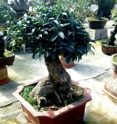 桂花树苗栽培方法、桂花栽培管理要点