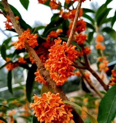 桂花树苗栽培方法、桂花栽培管理要点