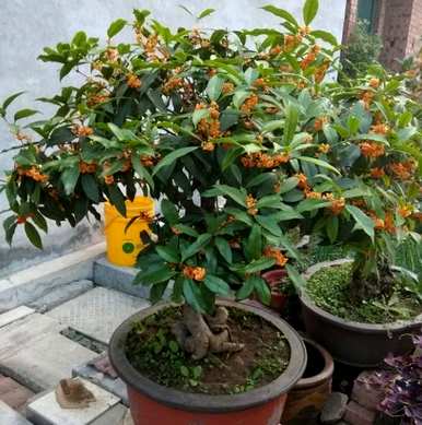 桂花树苗栽培方法、桂花栽培管理要点