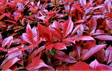 红叶石楠种植病虫害防治，如何种植和维护红叶石楠