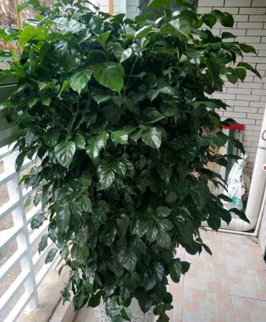 幸福树是如何长得好的？