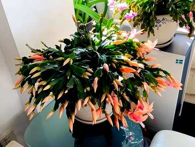 夏天有哪些花，夏天有哪些二年级的花？