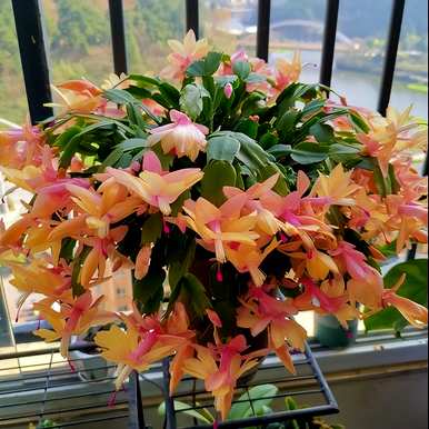 夏天有哪些花，夏天有哪些二年级的花？