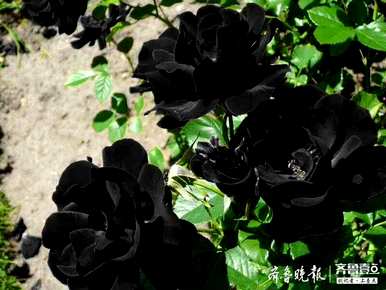 月季花的花瓣有什么用？月季花的颜色是什么？