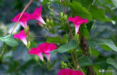 介绍了牵牛花的特点、特点和质量