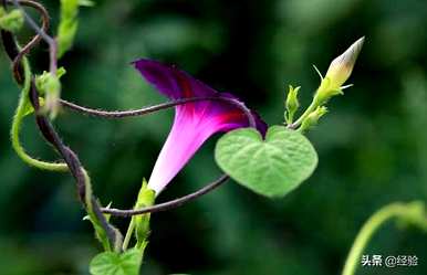 介绍了牵牛花的特点、特点和质量