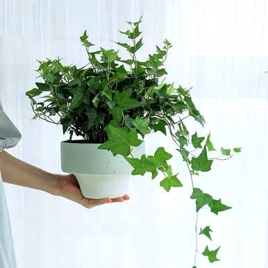 如何养花叶常春藤，花叶常春藤的养护技巧