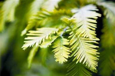 水杉的植物类别是什么？水杉是一种互动植物吗？