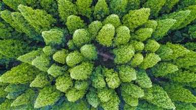 水杉的植物类别是什么？水杉是一种互动植物吗？