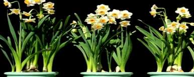如何养殖水仙花，如何养殖水仙花