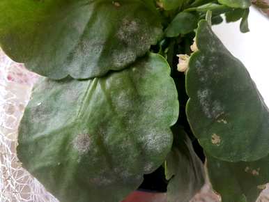 长寿花的栽培管理方法有哪些？