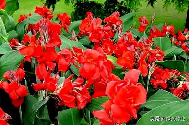 什么季节美人蕉开花，盆栽美人蕉开花时间？