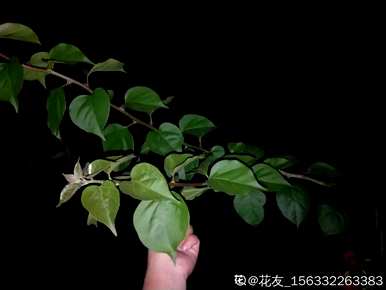 三角梅不开花怎么办？三角梅浇水多久？