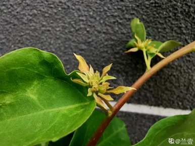 三角梅不开花怎么办？三角梅浇水多久？