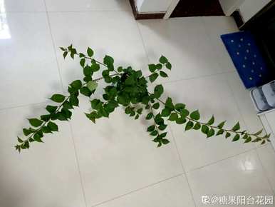 三角梅不开花怎么办？三角梅浇水多久？