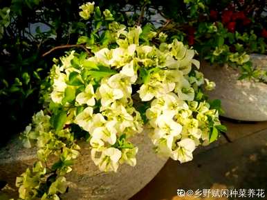 三角梅不开花怎么办？三角梅浇水多久？