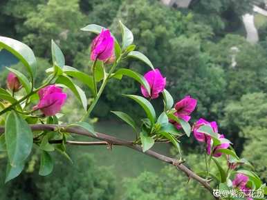 三角梅不开花怎么办？三角梅浇水多久？