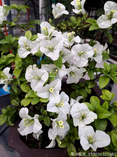 三角梅不开花怎么办？三角梅浇水多久？