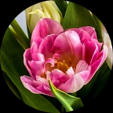绣球花的花语是什么意思？绣球花的花语是什么意思？