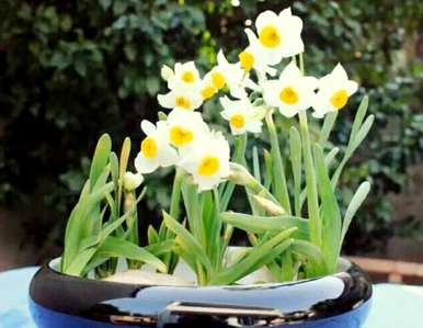 水仙花开花后怎么处理？水仙花开花后怎么处理？