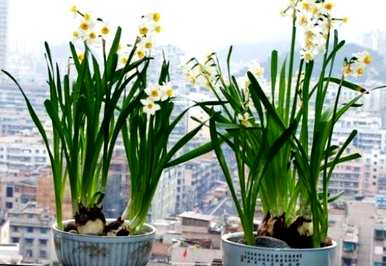 水仙花开花后怎么处理？水仙花开花后怎么处理？