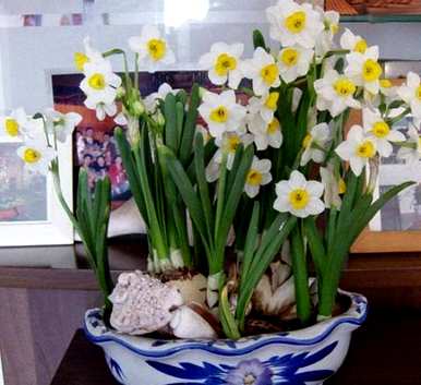 水仙花开花后怎么处理？水仙花开花后怎么处理？