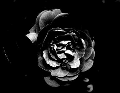 粉红玫瑰花语是什么意思，粉红玫瑰花语是什么意思？