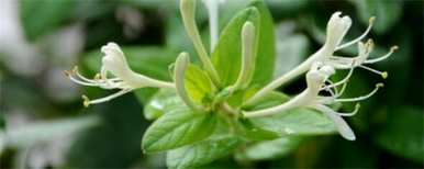 金银花扦插种植方法，金银花种植方法有哪些？