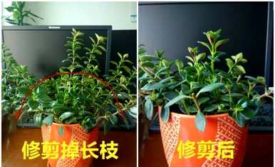 如何繁殖金鱼吊兰扦插爆盆最简单，如何繁殖金鱼吊兰