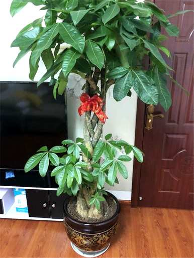 富贵树扦插成活服盆后如何养殖，大富贵树的养殖方法及注意事项