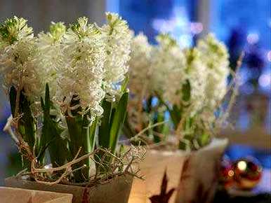 土培风信子花谢，如何培育风信子土培？