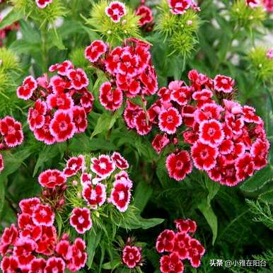 盆栽石竹花怎么管理，石竹花用多少盆栽？