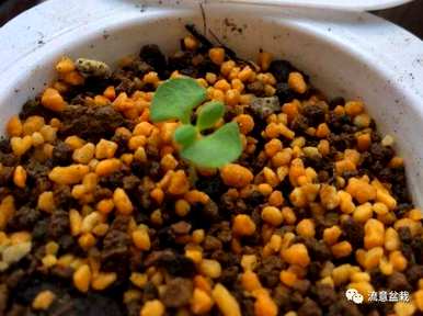 薰衣草何时种植，河南薰衣草何时种植