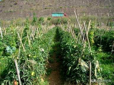 番茄种植时间和方法、广西番茄种植时间和方法