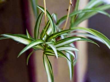 如何培育吊兰花？如何培育吊兰花最好？