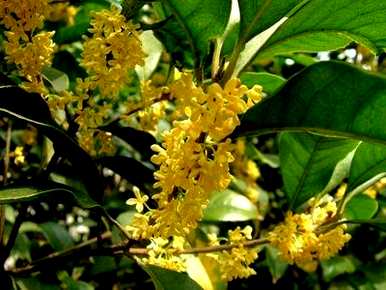 四季桂花几月开花，四季桂花多久？