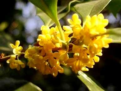四季桂花几月开花，四季桂花多久？