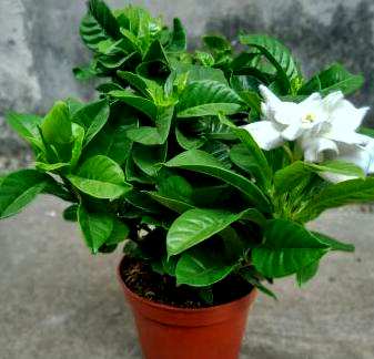 栀子花芽干黄枯萎，栀子花叶黄干枯怎么办？