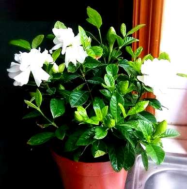 栀子花芽干黄枯萎，栀子花叶黄干枯怎么办？