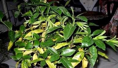 栀子花芽干黄枯萎，栀子花叶黄干枯怎么办？