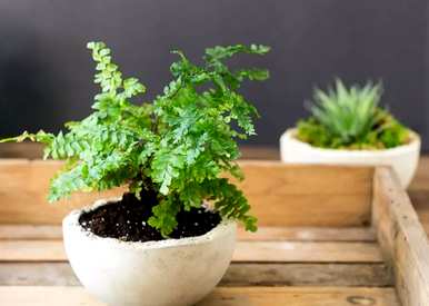 蕨类植物有哪些，蕨类植物由哪些器官组成？
