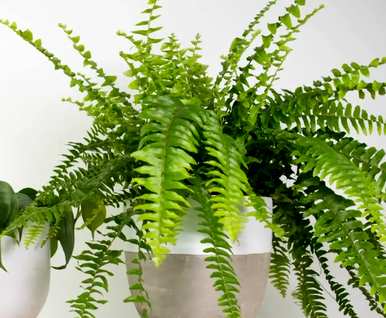 蕨类植物有哪些，蕨类植物由哪些器官组成？